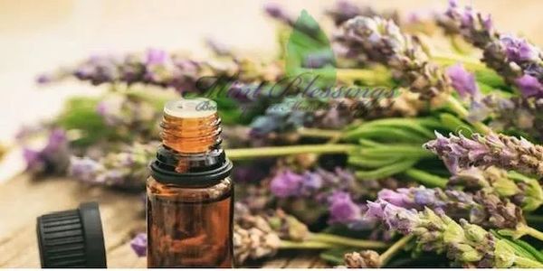 A glass bottle and lavender plant