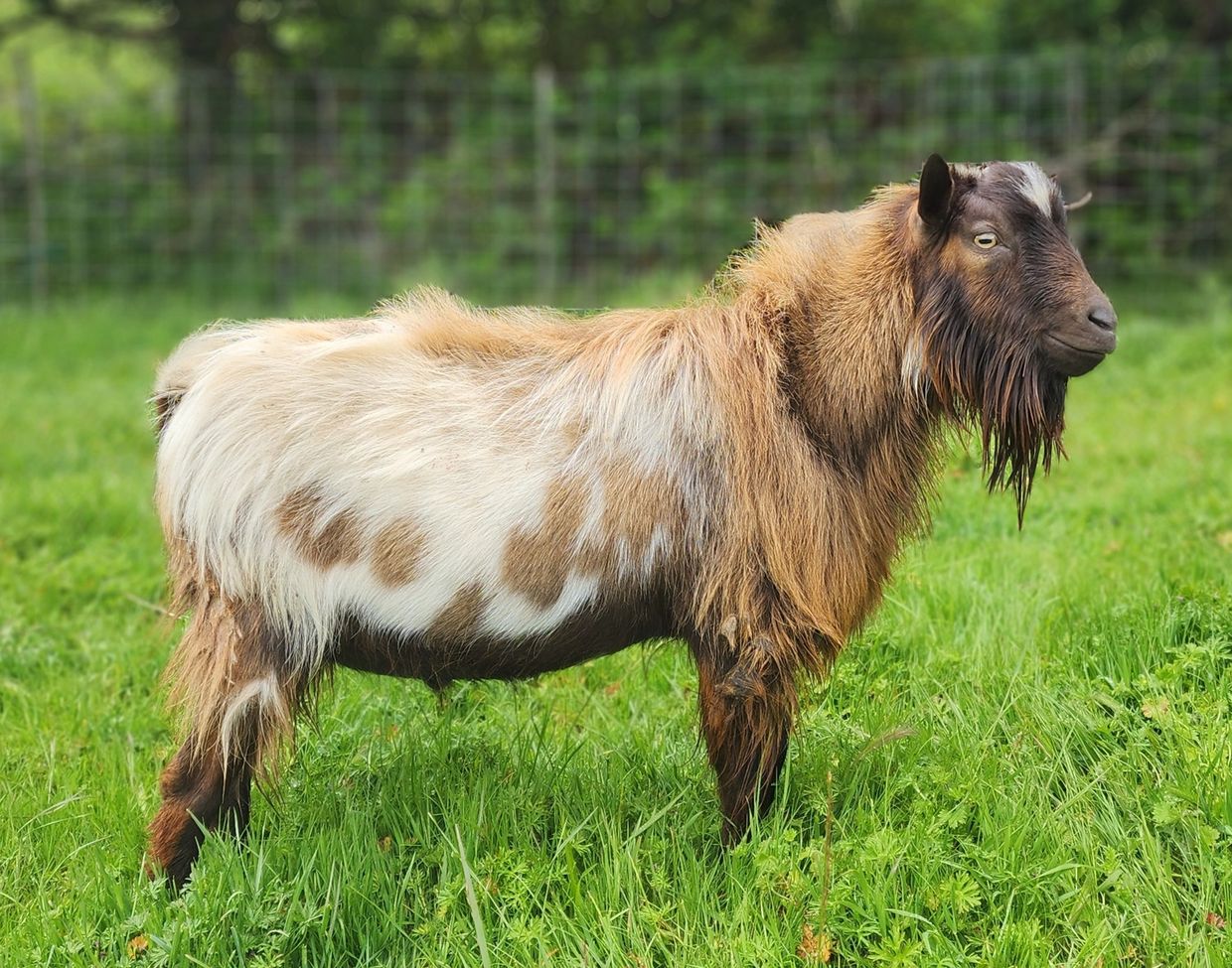 A brown and white goat standing on green grass.