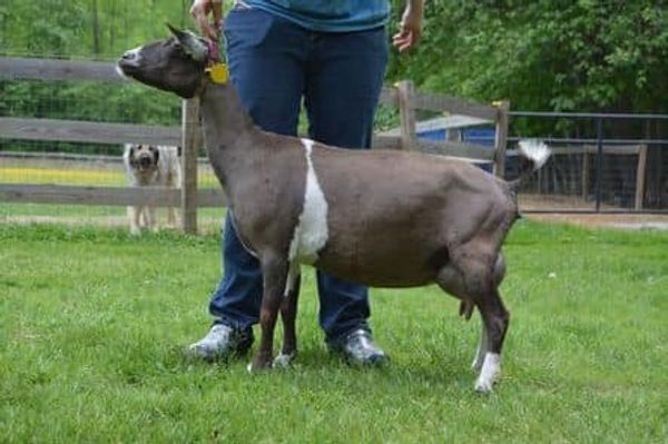 PHOENIX FARM SUMMER TUNE
Courtesy Winning Streak Miniatures