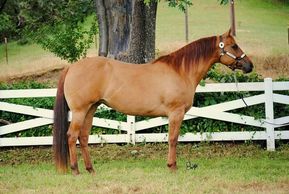 2007 ApHC Solid Red Dun Mare