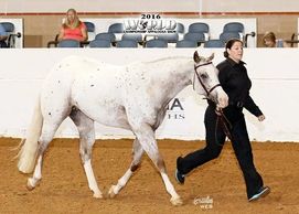 2016 ApHC World Show - Hunter in Hand 3 Yr Old Mares