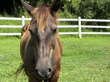 Cob horse