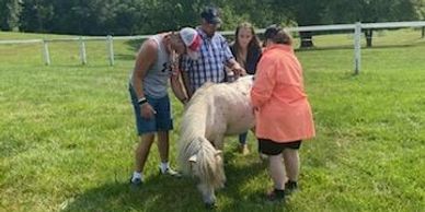 horse grooming