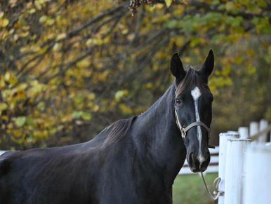 horse to sponsor