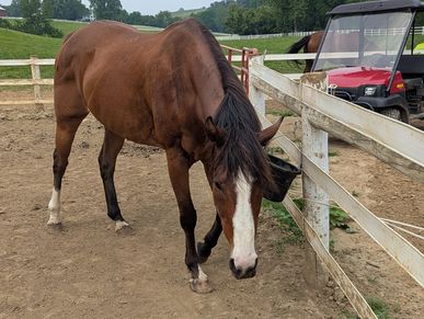 horse to sponsor