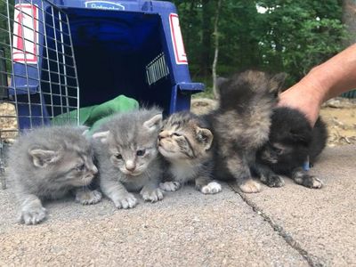 cats on sidewalk