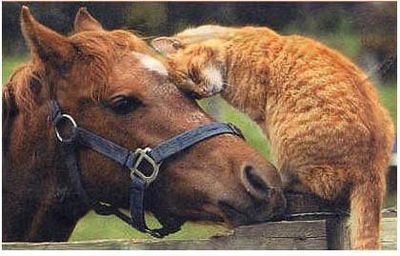 horse and cat
