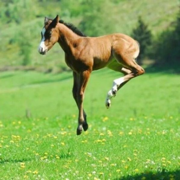 foal jumping