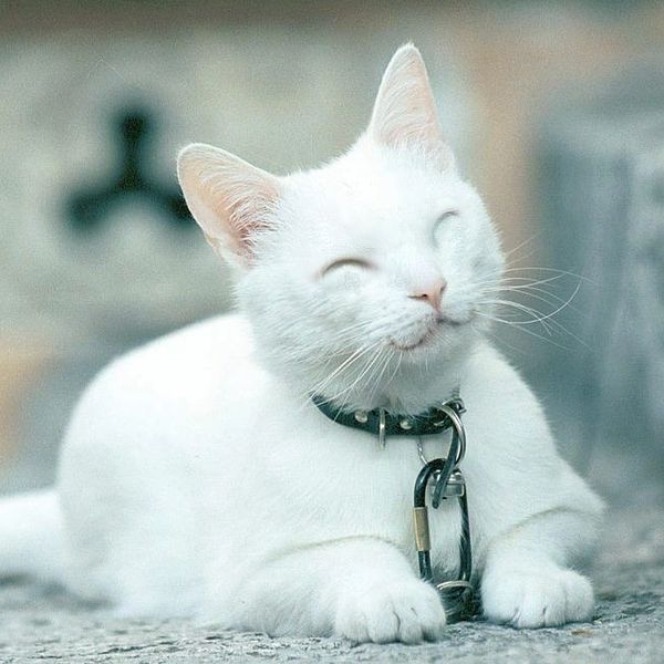 white cat