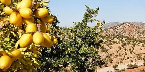 Yellow fruits growing on a tree in a mountainous landscape.