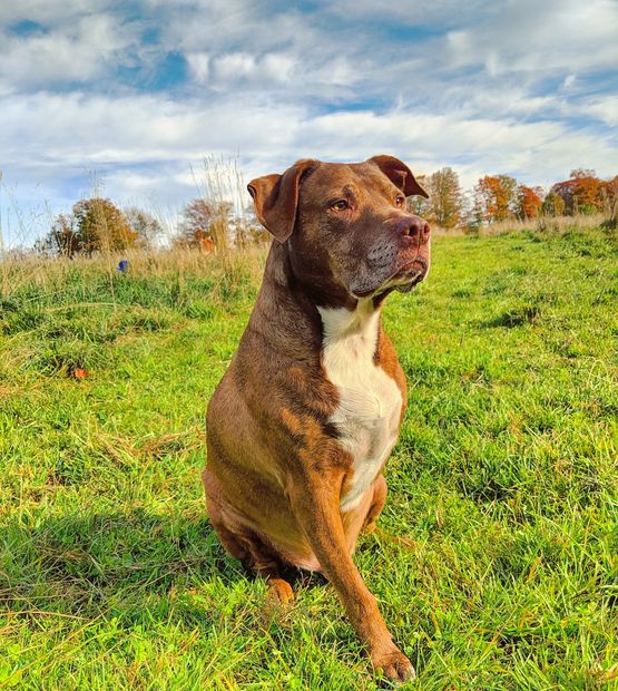 vermont CBD oil for pets