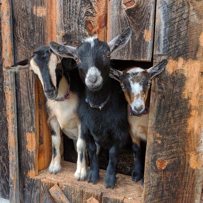 Nigerian dwarf goat farm