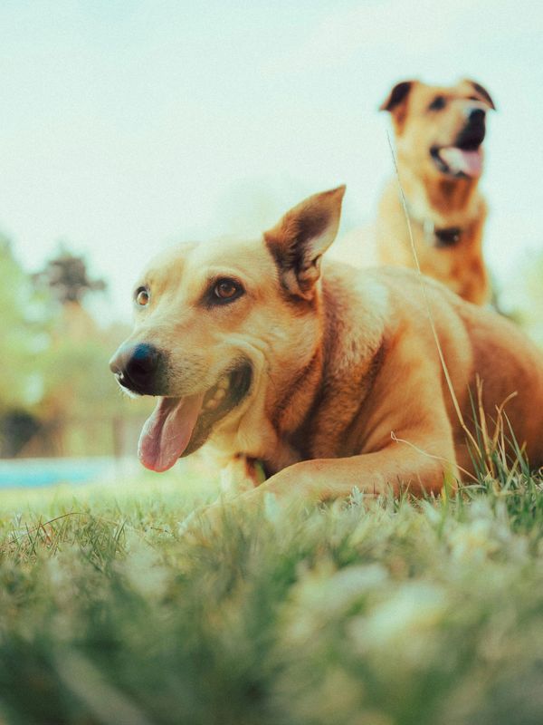 Two happy dogs relaxing on the grass in a sunny outdoor setting.