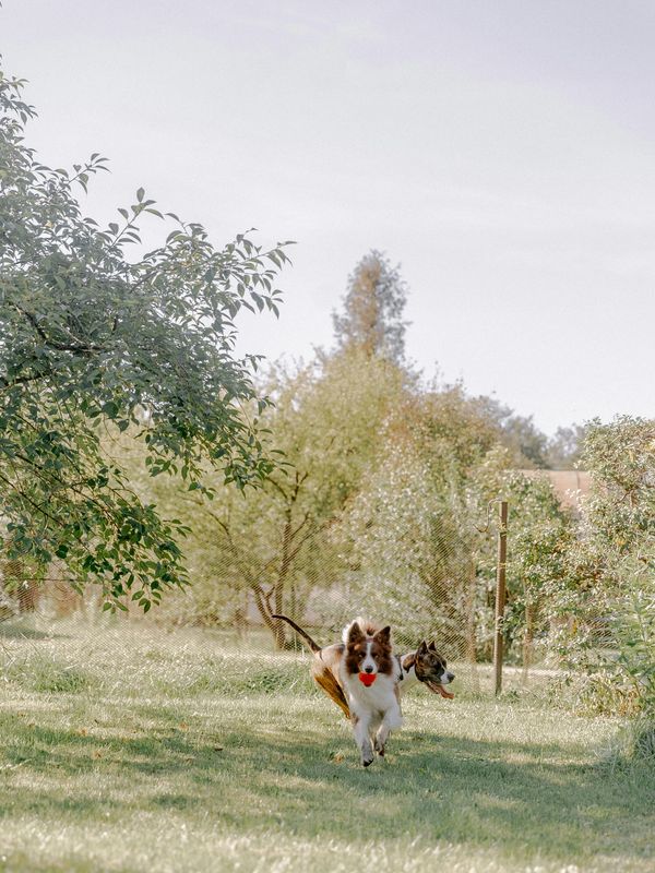 Two dogs joyfully running on a grassy field with a ball.