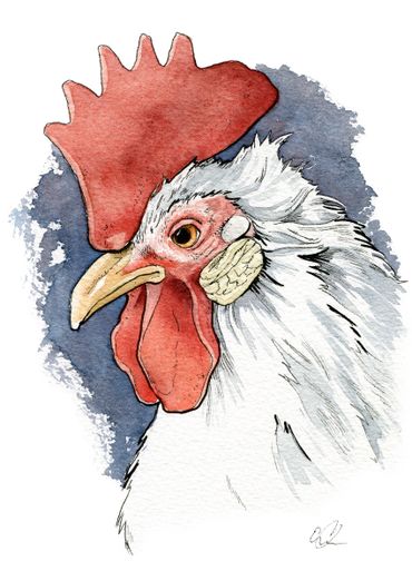 watercolor animal illustration of a rooster