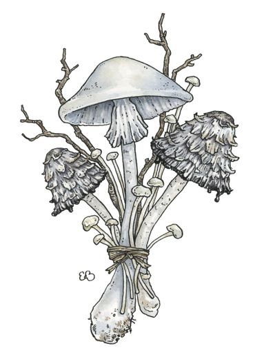 watercolor nature botanical illustration of white mushrooms