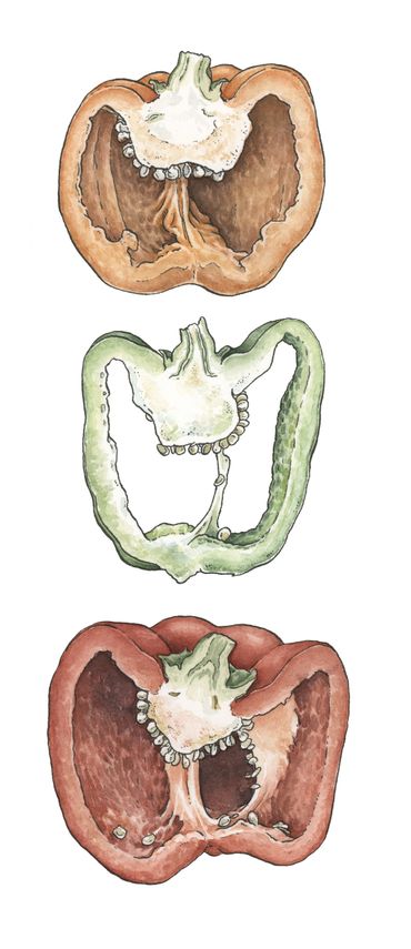 watercolor food illustration of peppers