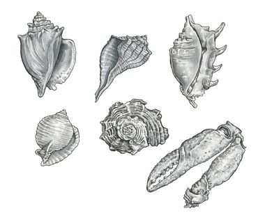 black and white interior nature illustration of sea shells