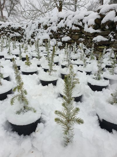 Mini Christmas trees covered in snow