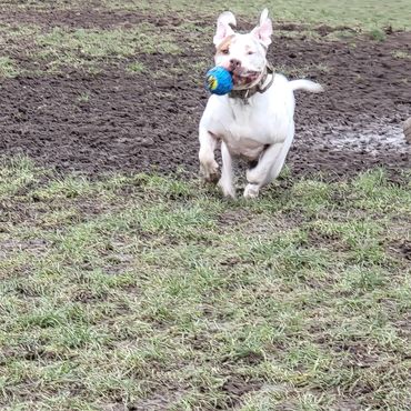 One of my clients dog