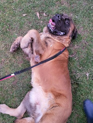 One of my clients dog