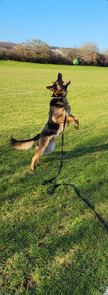 One of my clients dog