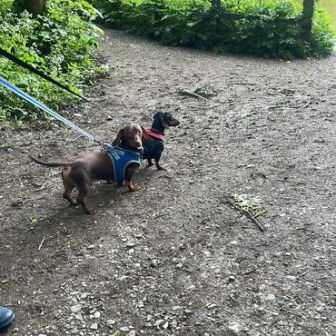 One of my clients dog