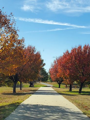 A pathway lined with autumn trees under a clear blue sky.