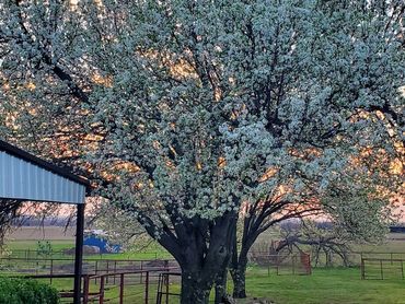 Blooming trees at sunset on a rural farm with green grass.