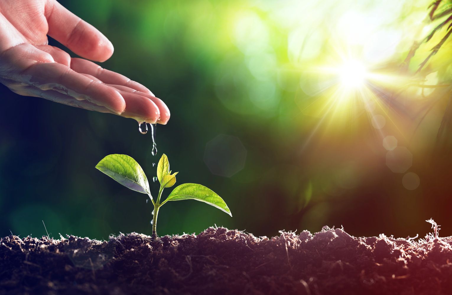 Image of a sprout being watered by hand