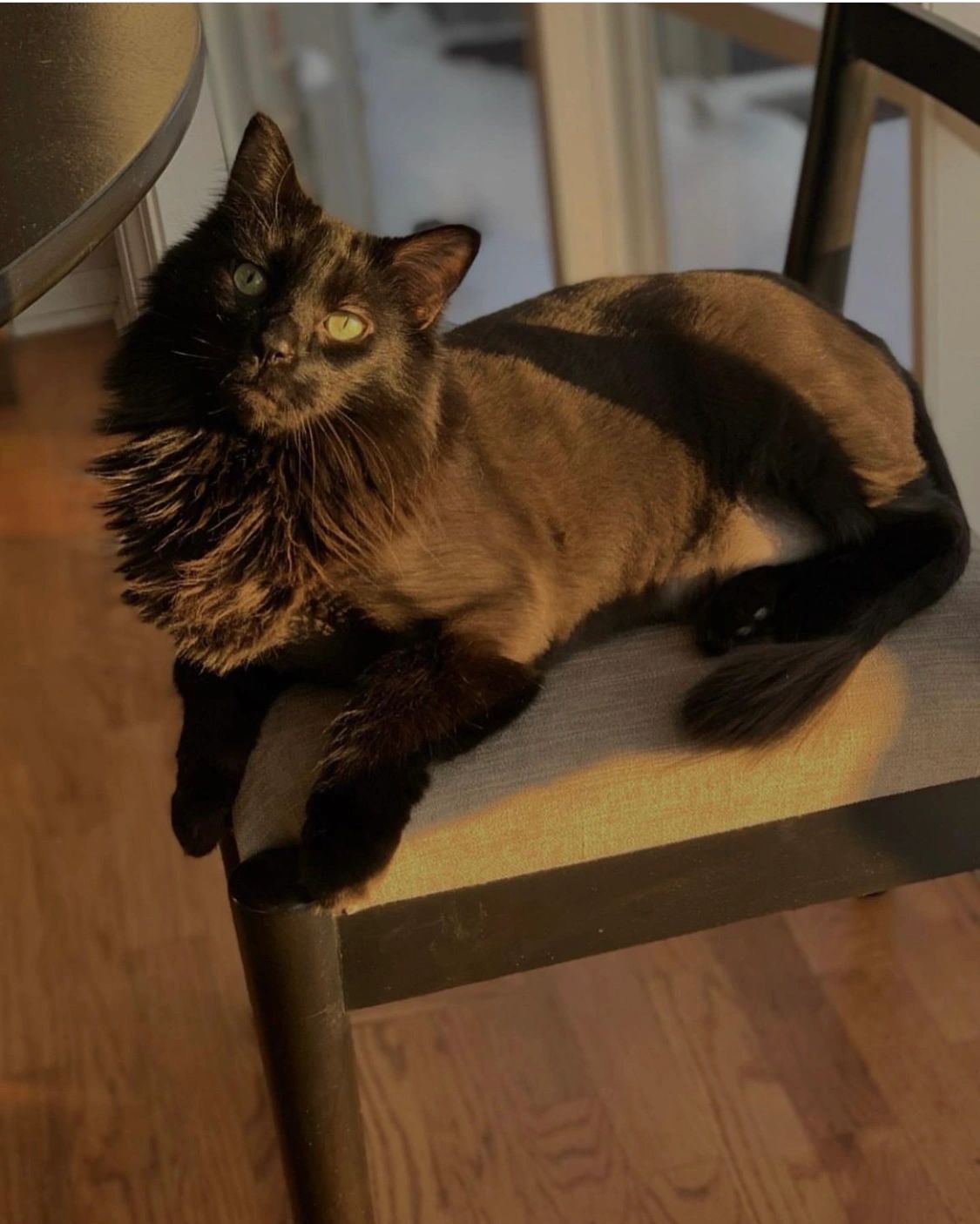 cat sitter Tarpon Springs