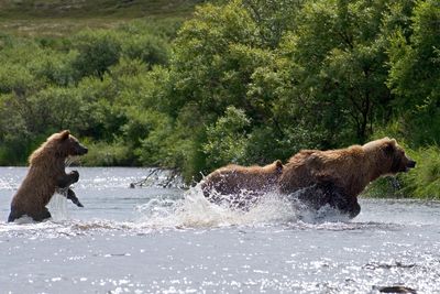 Brown Bear viewing in Coldbay Alaska