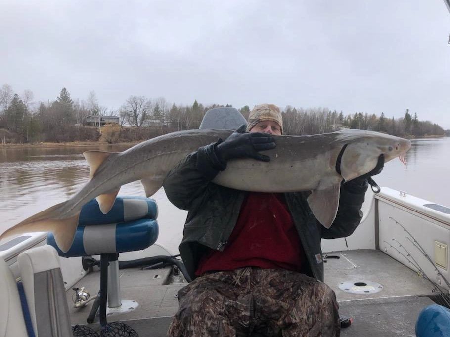 70" Sturgeon caught right out in front of the Royal Dutchman Resort, Baudette MN