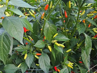 A vibrant chili pepper plant with green, yellow, orange, and red peppers.