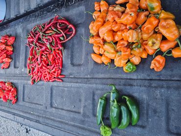 Various colorful chili peppers laid out on a truck bed.