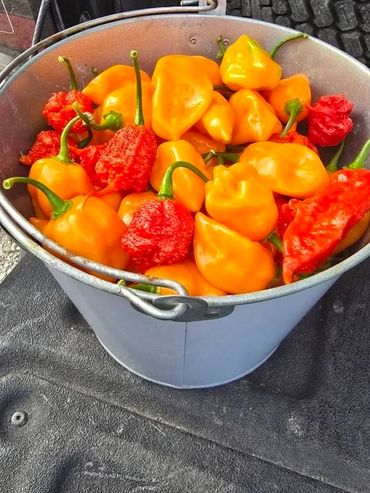 A bucket filled with vibrant orange and red peppers.