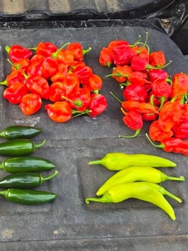 A variety of colorful chili peppers arranged on a surface outdoors.