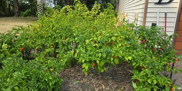 A garden with lush green pepper plants bearing ripe red and orange peppers.