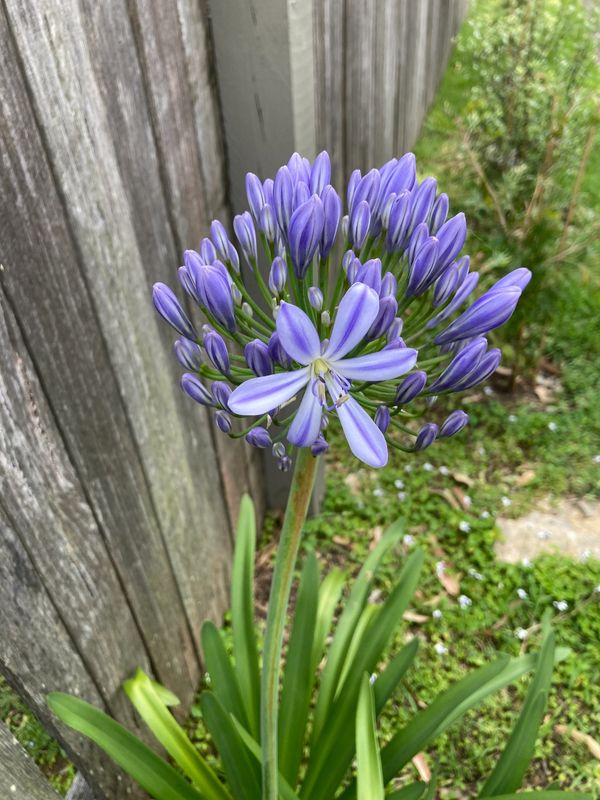 Agapanthus just blooming at Arches.  Remnants of owners past.