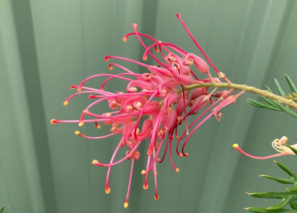 Grevillea, iconic Australian plant.