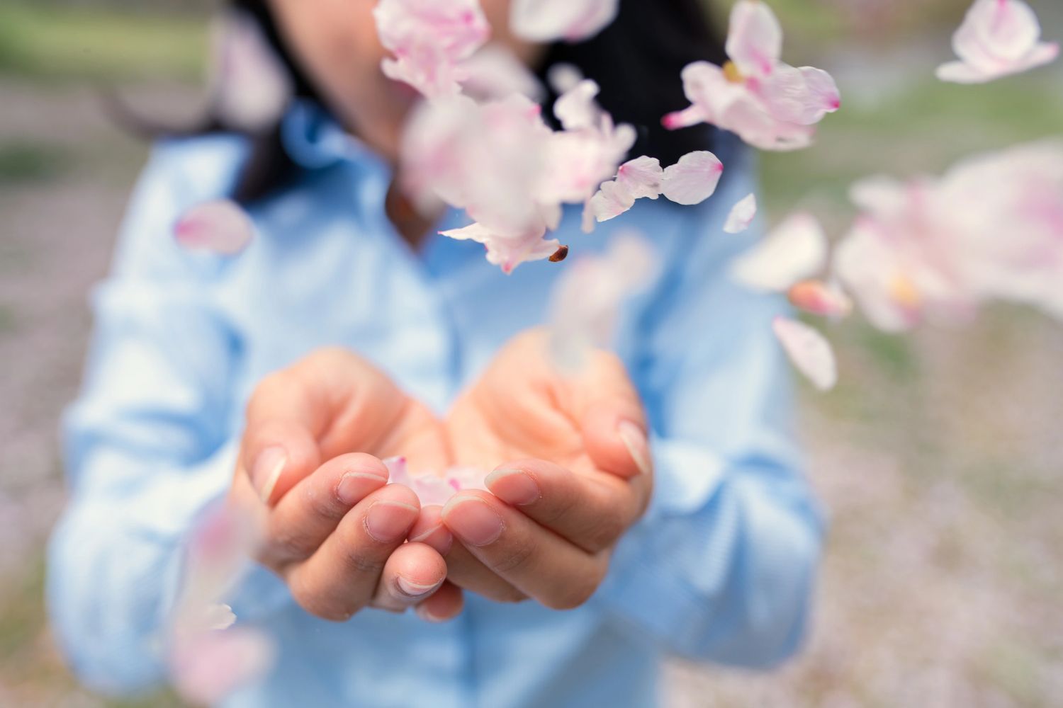 Cheery Blossoms