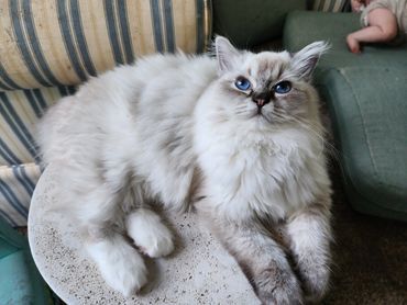 Seal lynx point ragdoll and blue lynx bicolor ragdoll cat. TICA & CFA Registered. Maryland kittens