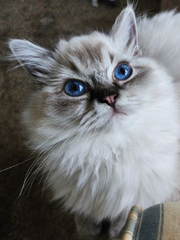 Seal lynx point ragdoll and blue lynx bicolor ragdoll cat. TICA & CFA Registered. Maryland kittens