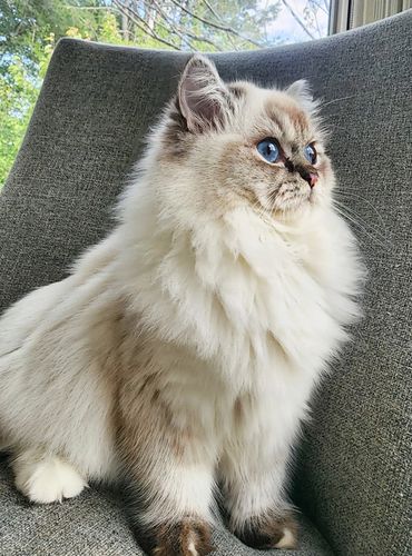Seal lynx point ragdoll and blue lynx bicolor ragdoll cat. TICA & CFA Registered. Maryland kittens