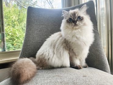 Ragdoll cat. Seal point mitted with long hair and stunning blue eyes. Ragdoll kittens available in Maryland at Reddington Ragdolls.