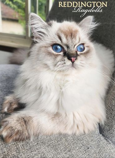 Seal lynx point ragdoll cat. TICA & CFA Registered. Maryland ragdoll for adoption and sale.
