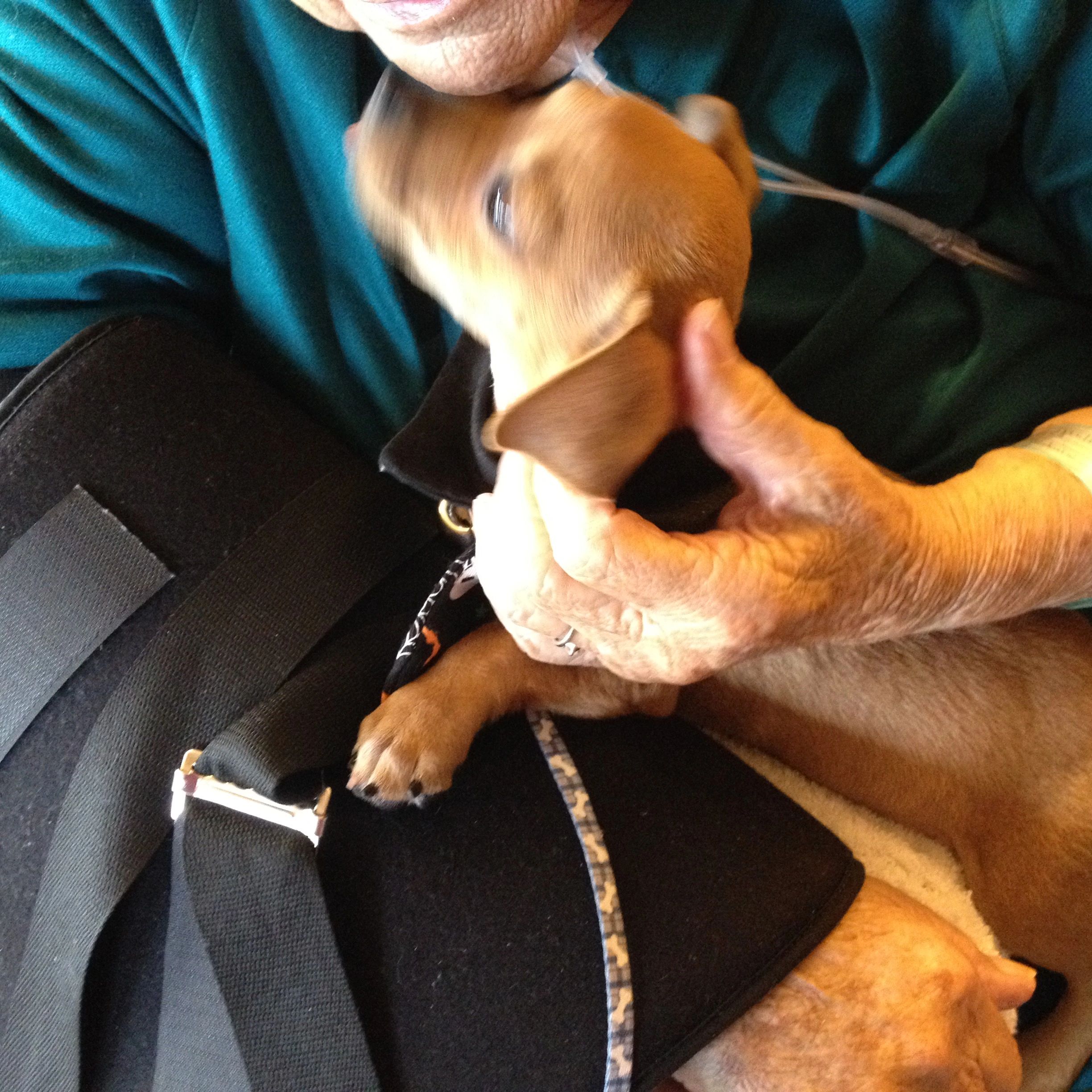 Therapy Puppy Chip the Chiweenie
