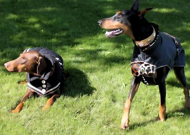 stylish dog coats and accessories for your large beloved companion.