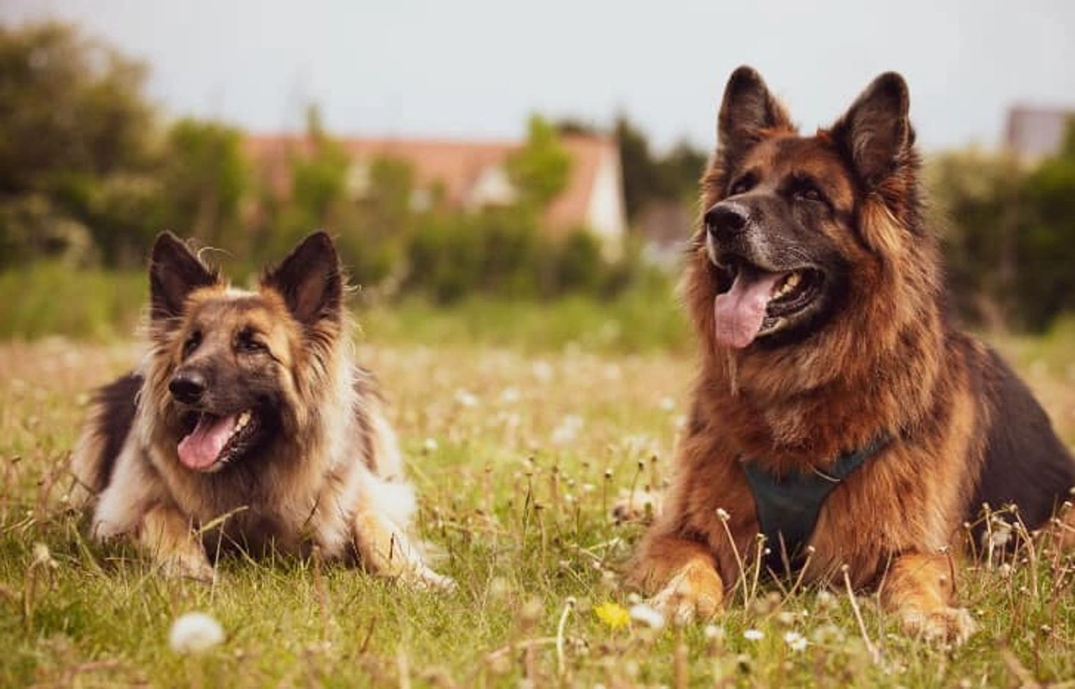 My dogs scent work training,