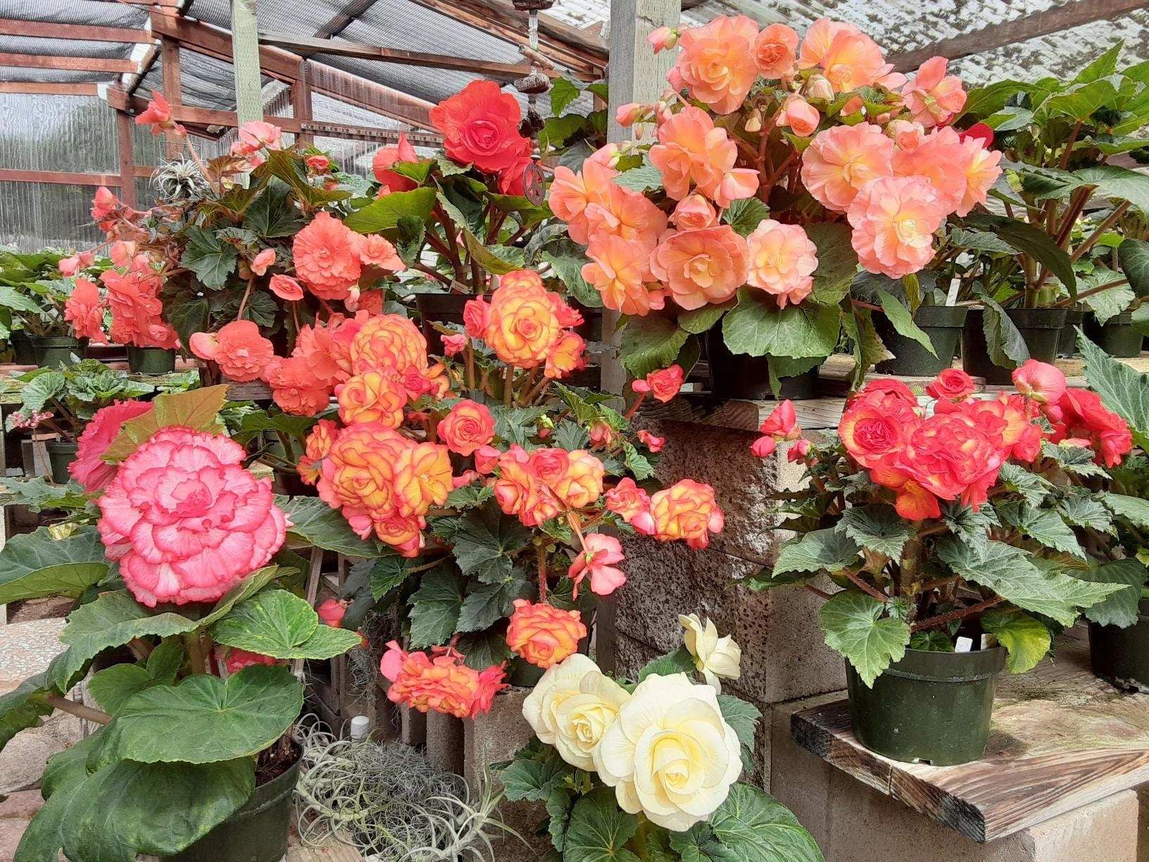 Summer Tuberous Begonia Blooms